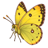 Clouded Sulphur Butterfly