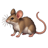 House Mouse