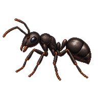 Little Black Ant