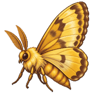 Gold Swift Moth
