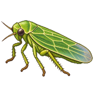 Grape Leafhopper