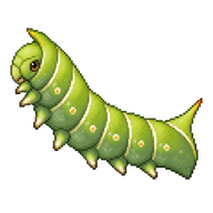 Brimstone Caterpillar