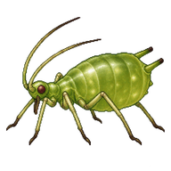 Currant Aphid