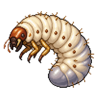 Dor Beetle Larva