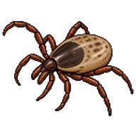 Blacklegged Tick Nymph
