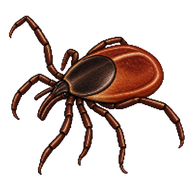 Blacklegged Tick