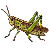 Greenlegged Grasshopper