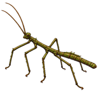 New Zealand Stick Insect