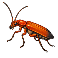 Common Red Soldier Beetle