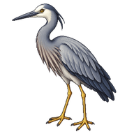 White-faced Heron
