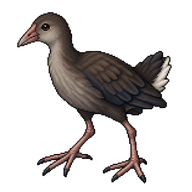 Australasian Swamphen Juvenile