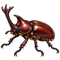 Japanese Rhinoceros Beetle