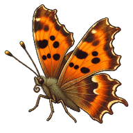 Asian Comma
