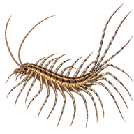 House Centipede