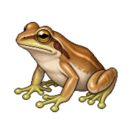 Southern Brown Tree Frog