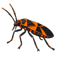 Large Milkweed Bug