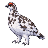 Rock Ptarmigan