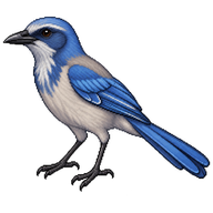 Florida Scrub-Jay