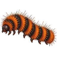 Garden Tiger Moth Caterpillar