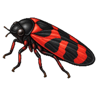 Scarlet and Black Froghopper