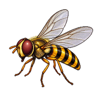 Common Hoverfly