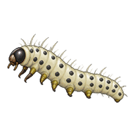 Orchard Ermine Larva