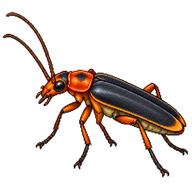 Livid Soldier Beetle