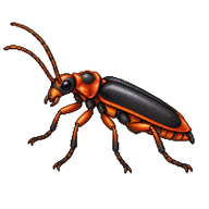 Soldier Beetle