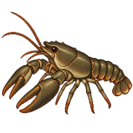 Stone Crayfish