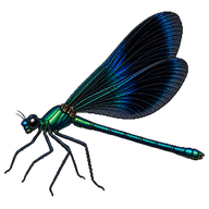 Ebony Jewelwing