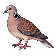 Oriental Turtle-Dove