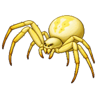 Goldenrod Crab Spider