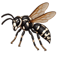 Bald-faced Hornet