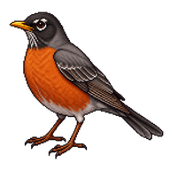 American Robin