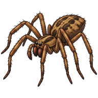 Domestic House Spider