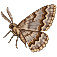 Engrailed