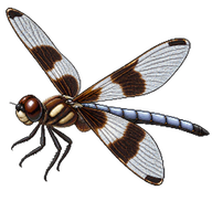 Common Whitetail