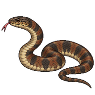 Northern Water Snake