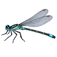 Blue-tailed Damselfly