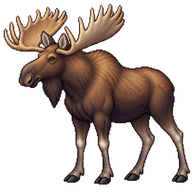 Moose