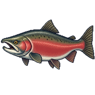 Coho Salmon