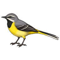 Grey Wagtail