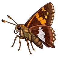 Silver-spotted Skipper