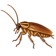 German Cockroach