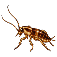 German Cockroach Nymph