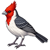 Red-crested Cardinal