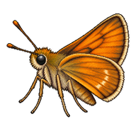 Small Skipper