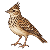Eurasian Skylark