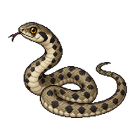 Dice Snake Juvenile