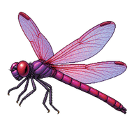 Violet Dropwing